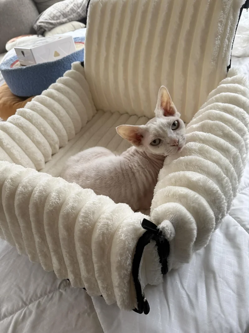 A cream cat resting in the ribbed seat at home