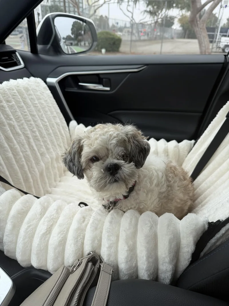 A small curly-haired dog sitting in the cream ribbed car seat
