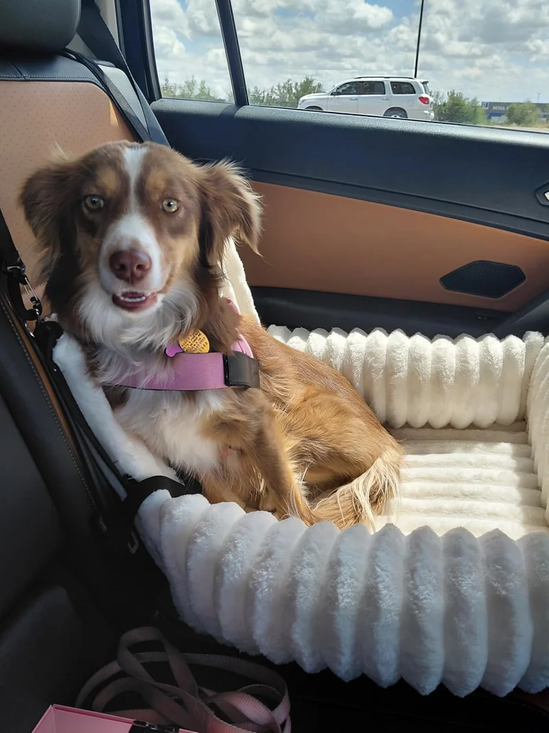 A brown and white dog wearing a pink harness in the cream ribbed seat