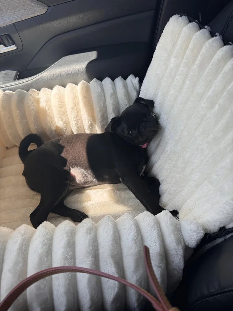 A black pug lying against the cream ribbed sides in a car
